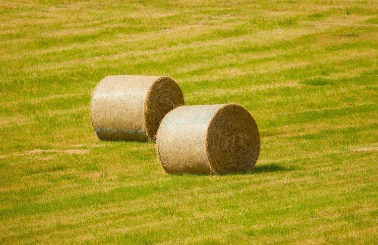 Projekt - Plattform zur Auftragsannahme für Futtertrocknung