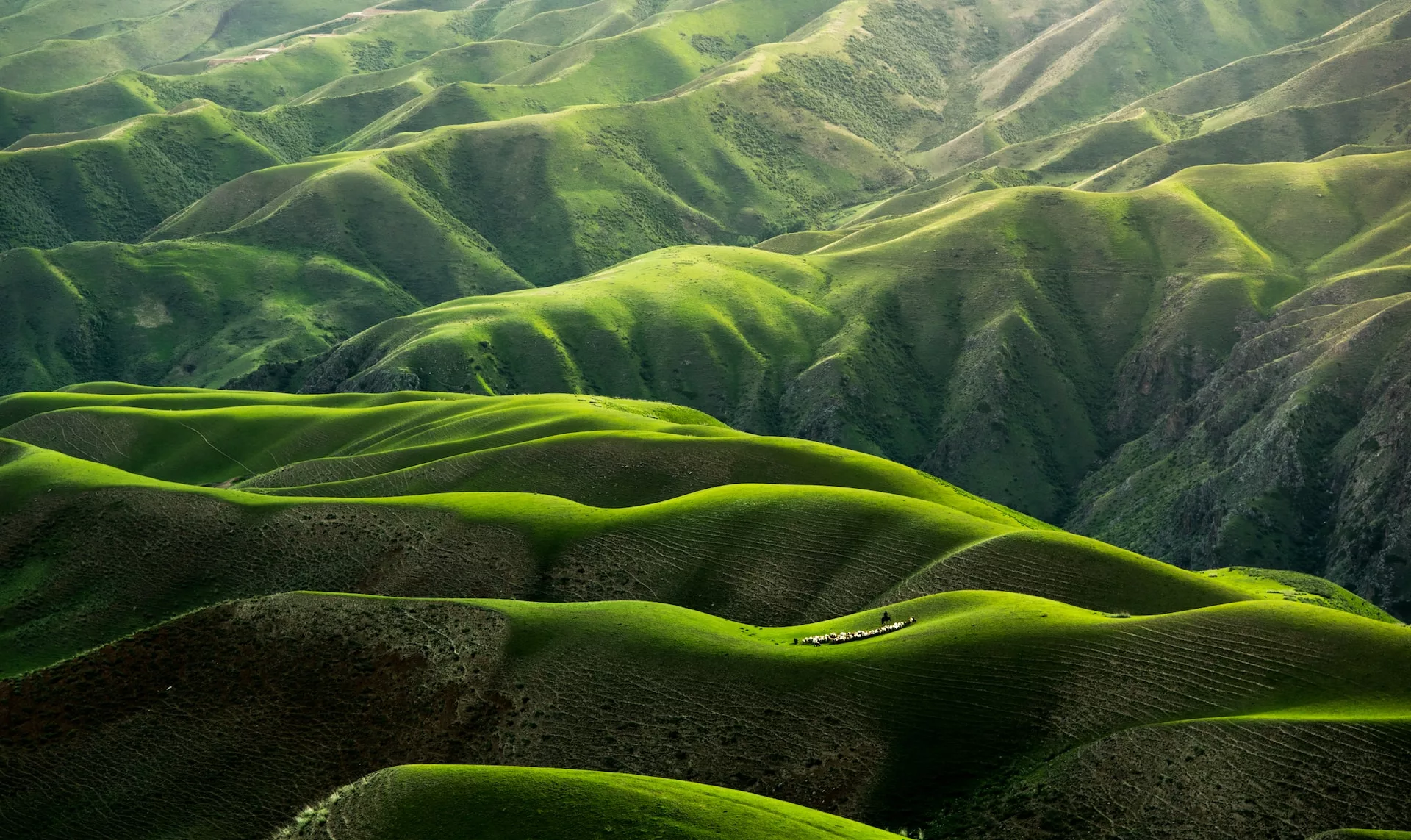 Green hilly landscape
